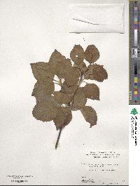 Viburnum betulifolium image