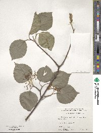 Viburnum betulifolium image