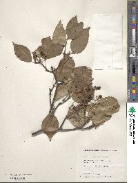 Viburnum betulifolium image