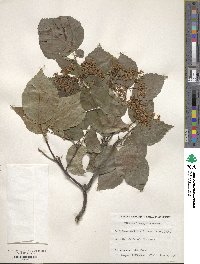 Viburnum betulifolium image