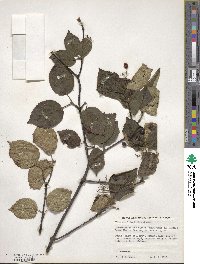 Viburnum betulifolium image