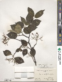 Viburnum betulifolium image