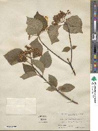 Viburnum betulifolium image