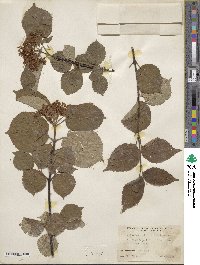 Viburnum betulifolium image