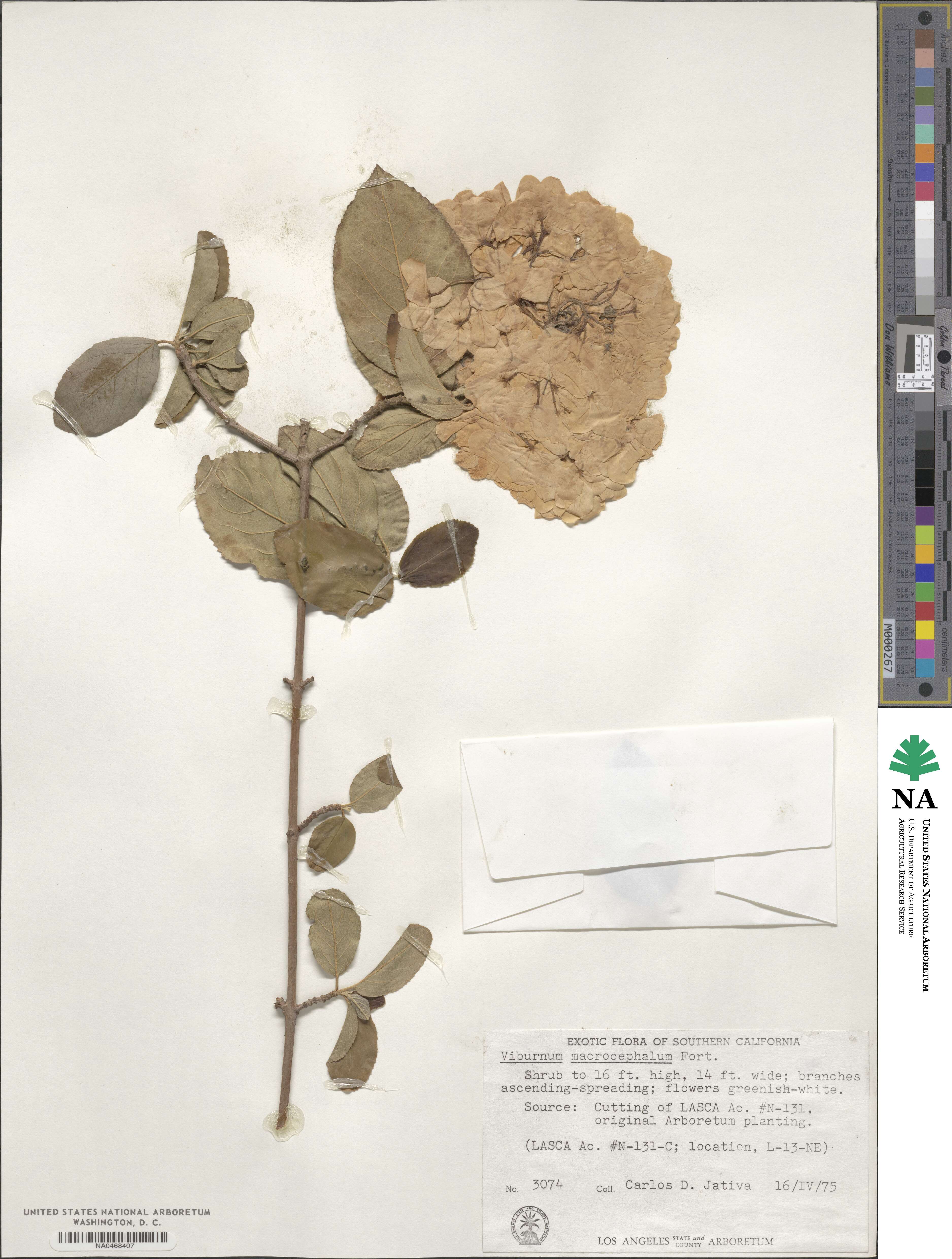 Viburnum macrocephalum image