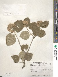 Viburnum molle image