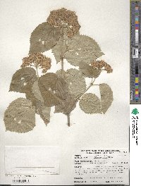 Viburnum molle image