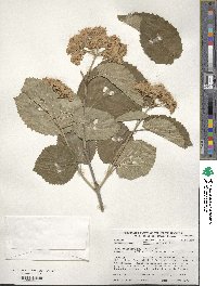 Viburnum molle image