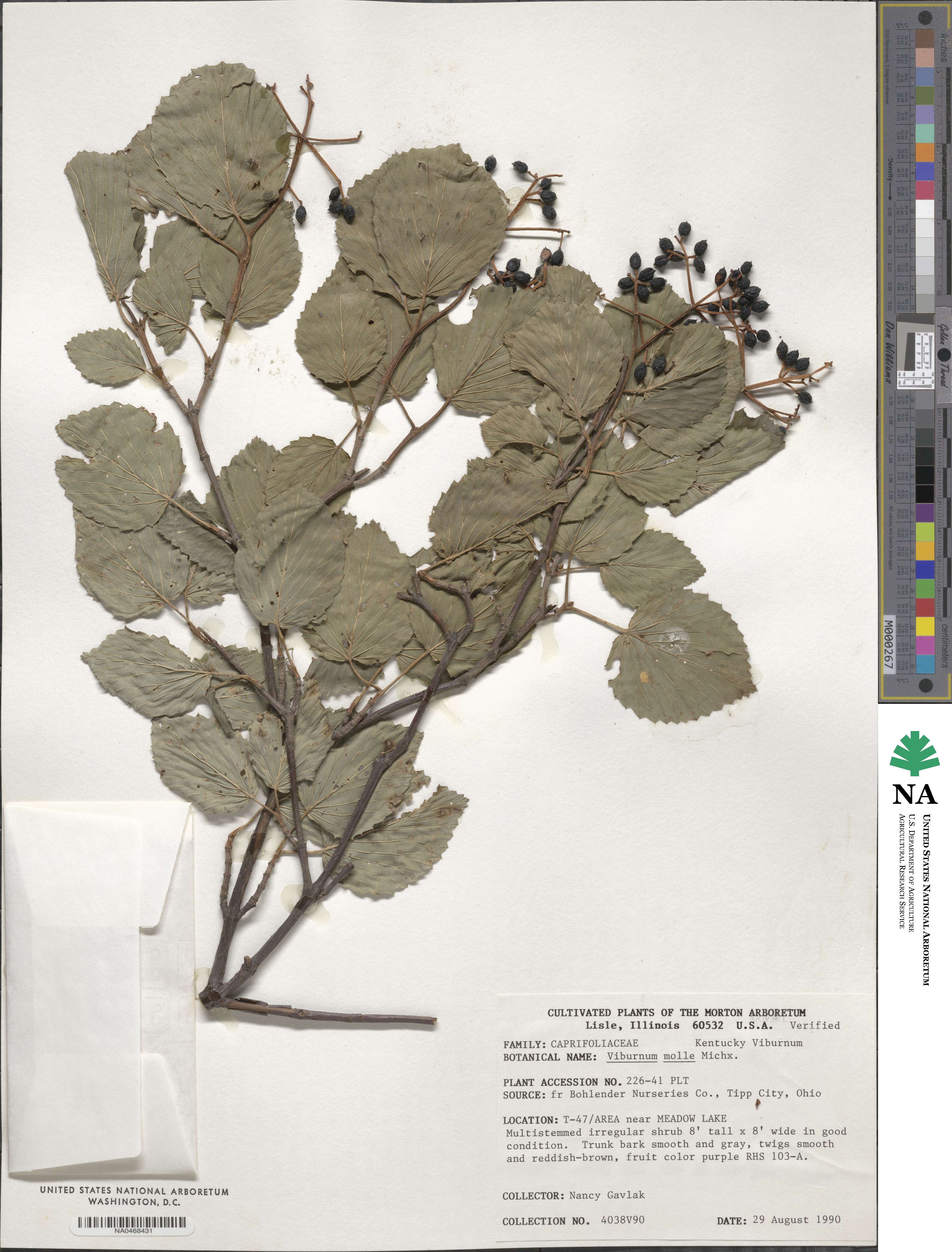 Viburnum molle image