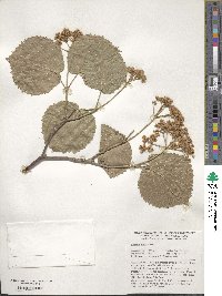 Viburnum molle image