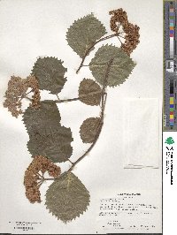 Viburnum molle image