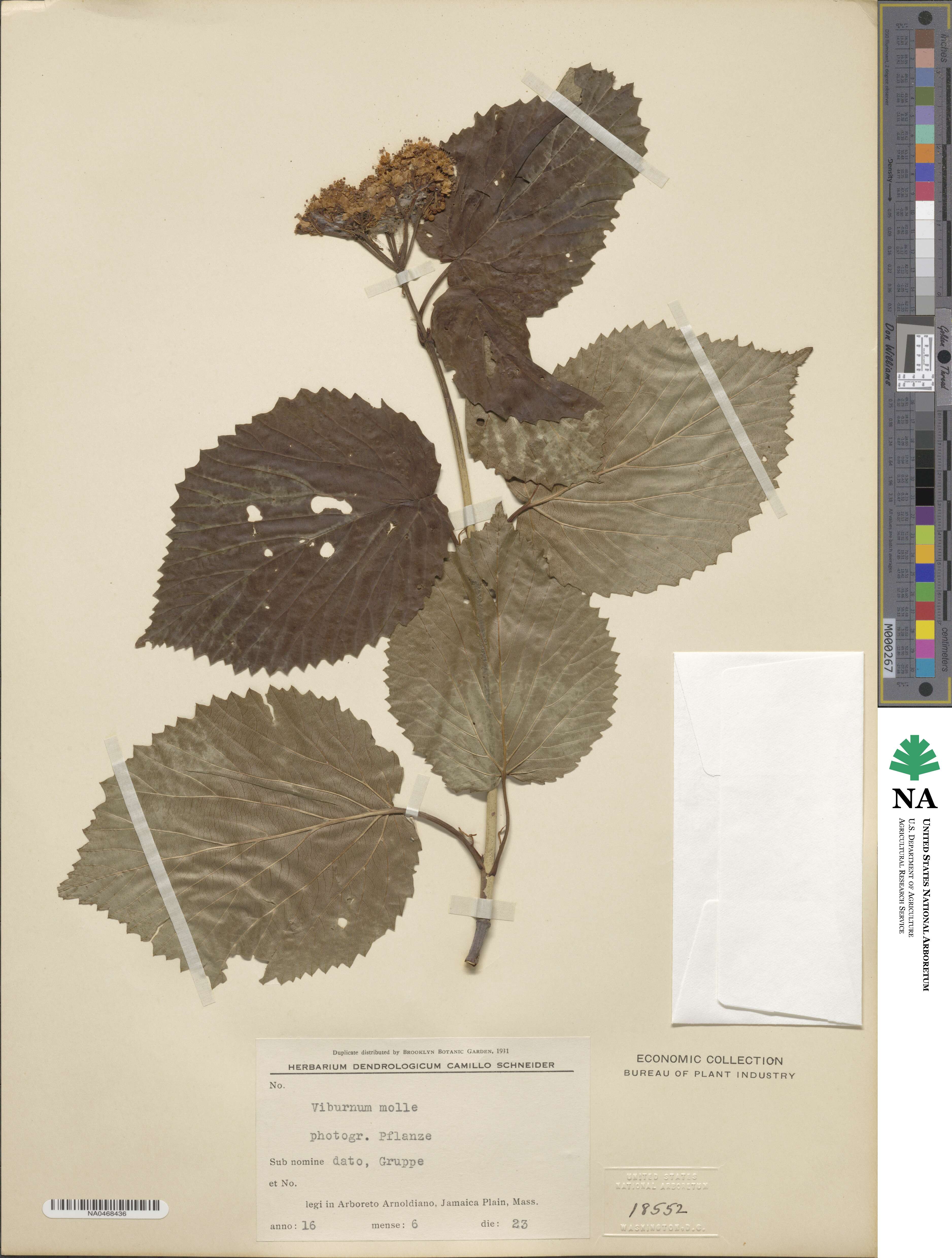 Viburnum molle image