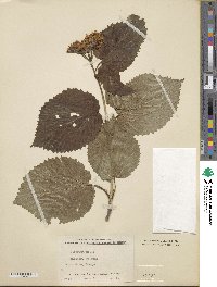 Viburnum molle image