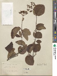 Viburnum molle image