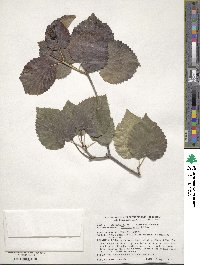 Viburnum molle image