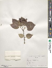 Viburnum molle image