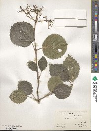 Viburnum molle image