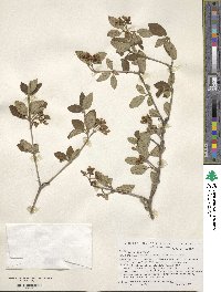 Viburnum mongolicum image