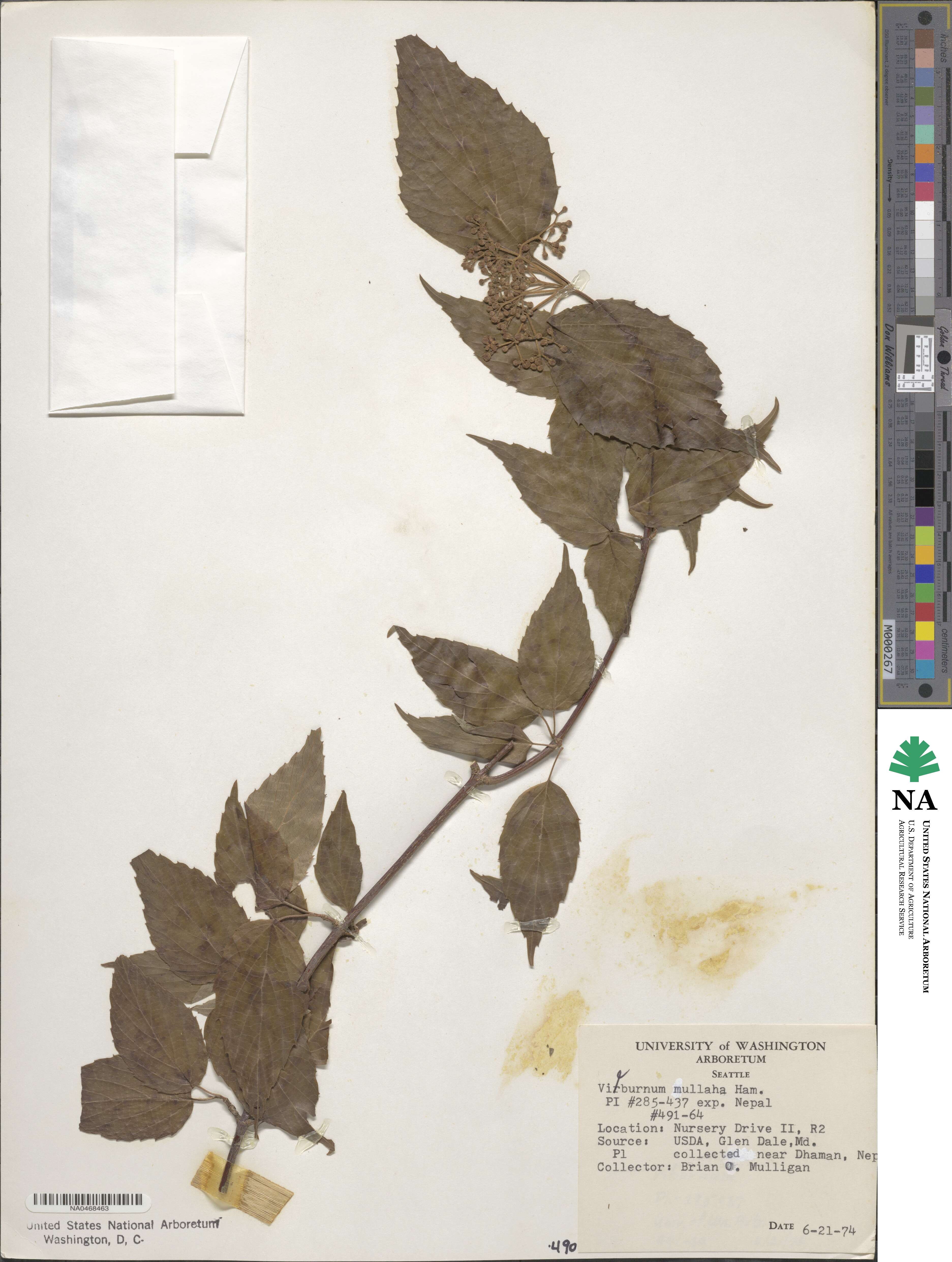 Viburnum mullaha image