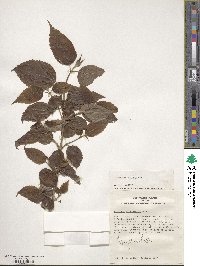 Viburnum mullaha image