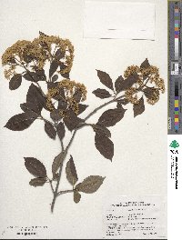 Viburnum nudum image