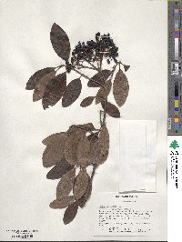 Viburnum nudum image