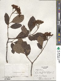 Viburnum nudum image