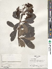 Viburnum nudum image