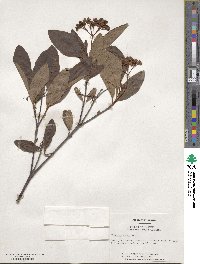 Viburnum nudum image