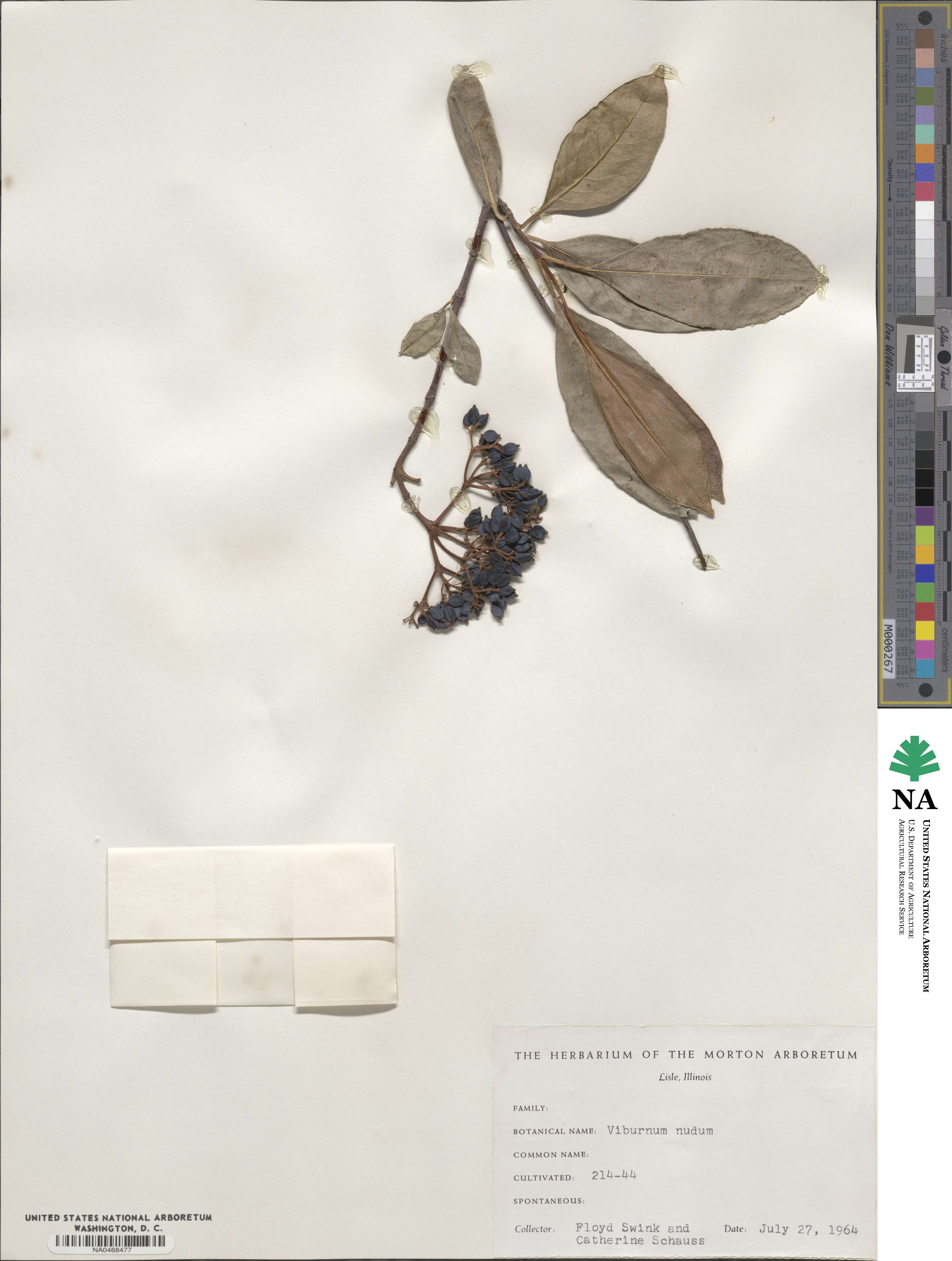 Viburnum nudum image