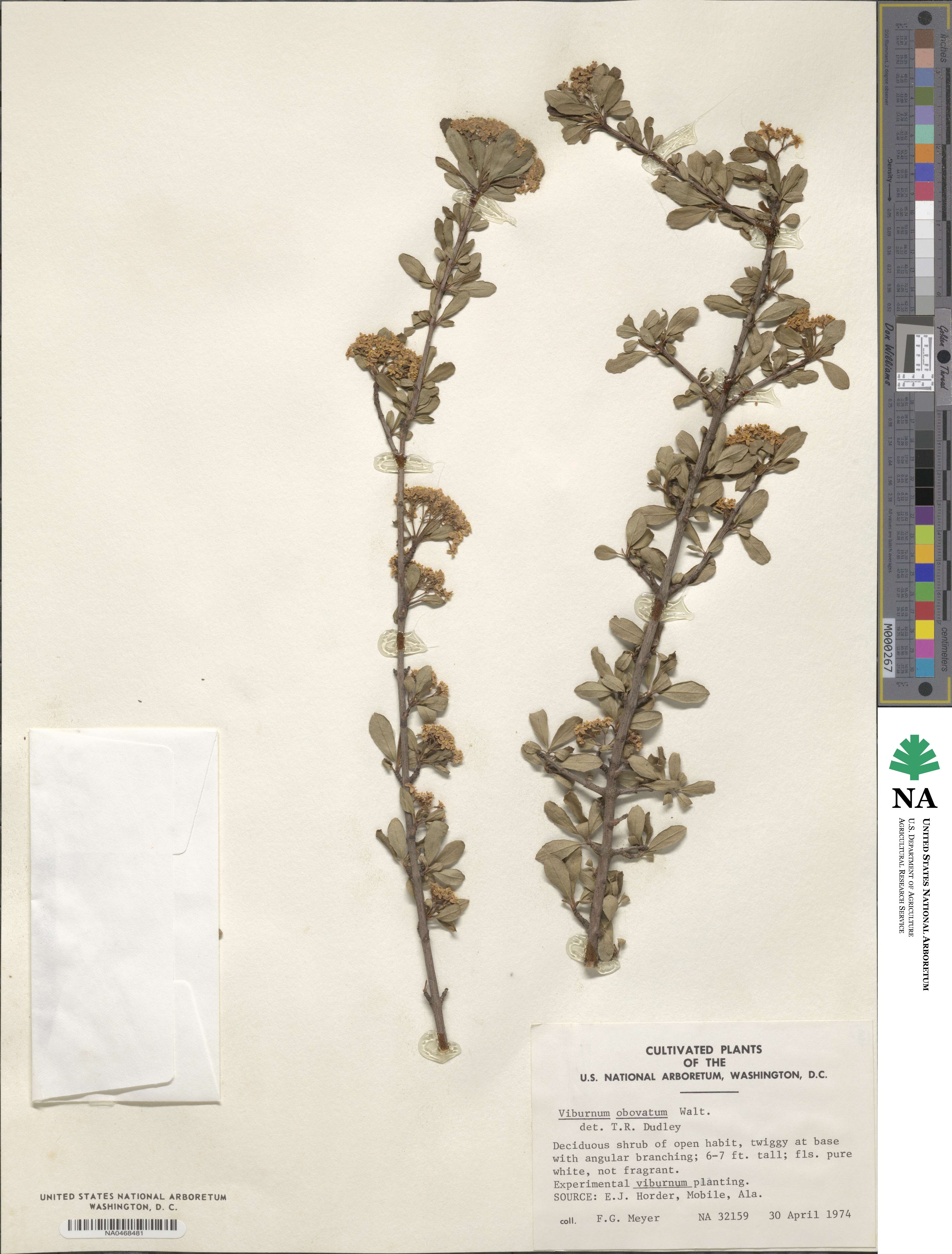 Viburnum obovatum image