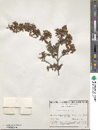 Viburnum obovatum image