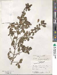 Viburnum obovatum image