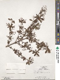 Viburnum obovatum image