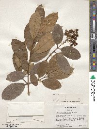 Viburnum odoratissimum image