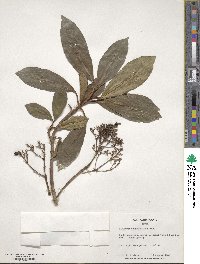 Viburnum odoratissimum image