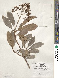 Viburnum odoratissimum image