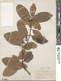 Viburnum odoratissimum image