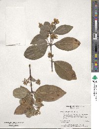 Viburnum odoratissimum image