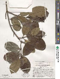 Viburnum odoratissimum image