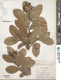 Viburnum odoratissimum image