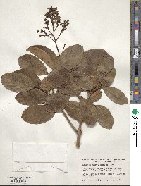 Viburnum odoratissimum image