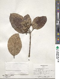 Viburnum odoratissimum image