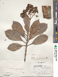 Viburnum odoratissimum image