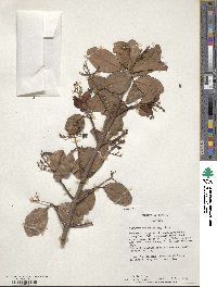 Viburnum odoratissimum image