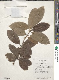 Viburnum odoratissimum image