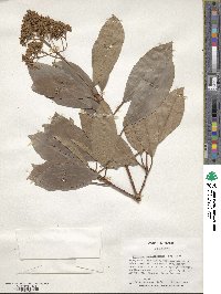 Viburnum odoratissimum image