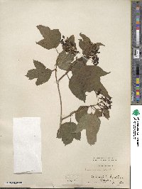 Viburnum opulus image