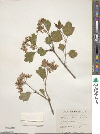 Viburnum opulus image