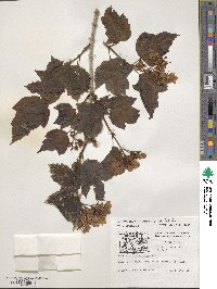 Viburnum opulus image